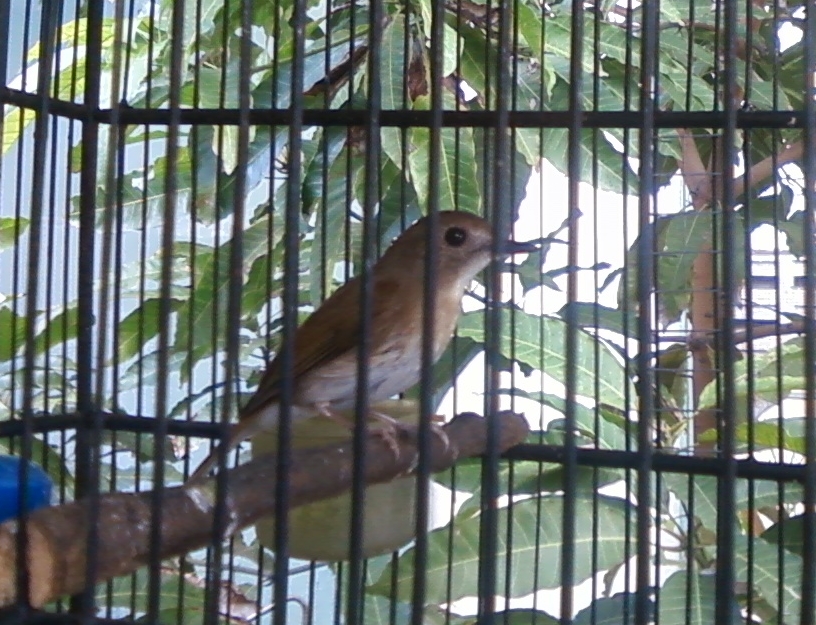 Kicau Burung Fulvous Chested Jungle Flycatcher