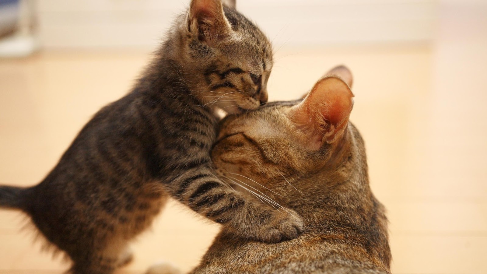 Cat Said To How Sleep How To Sleep Traduction Cat Said To How Sleep How To Sleep Traduction