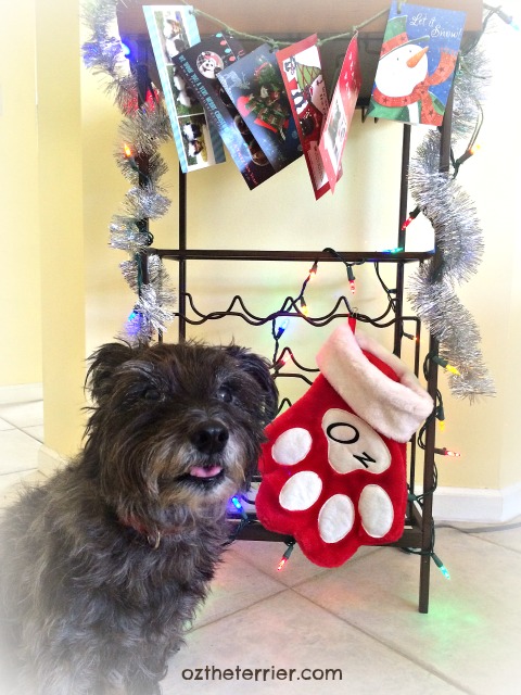 Oz the Terrier with the Christmas Cards he has received so far this season