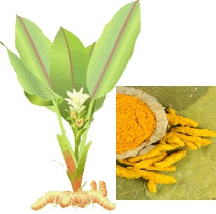 Herba Tumbuhan Kunyit Bukan Sekadar Ramuan Untuk Masakan