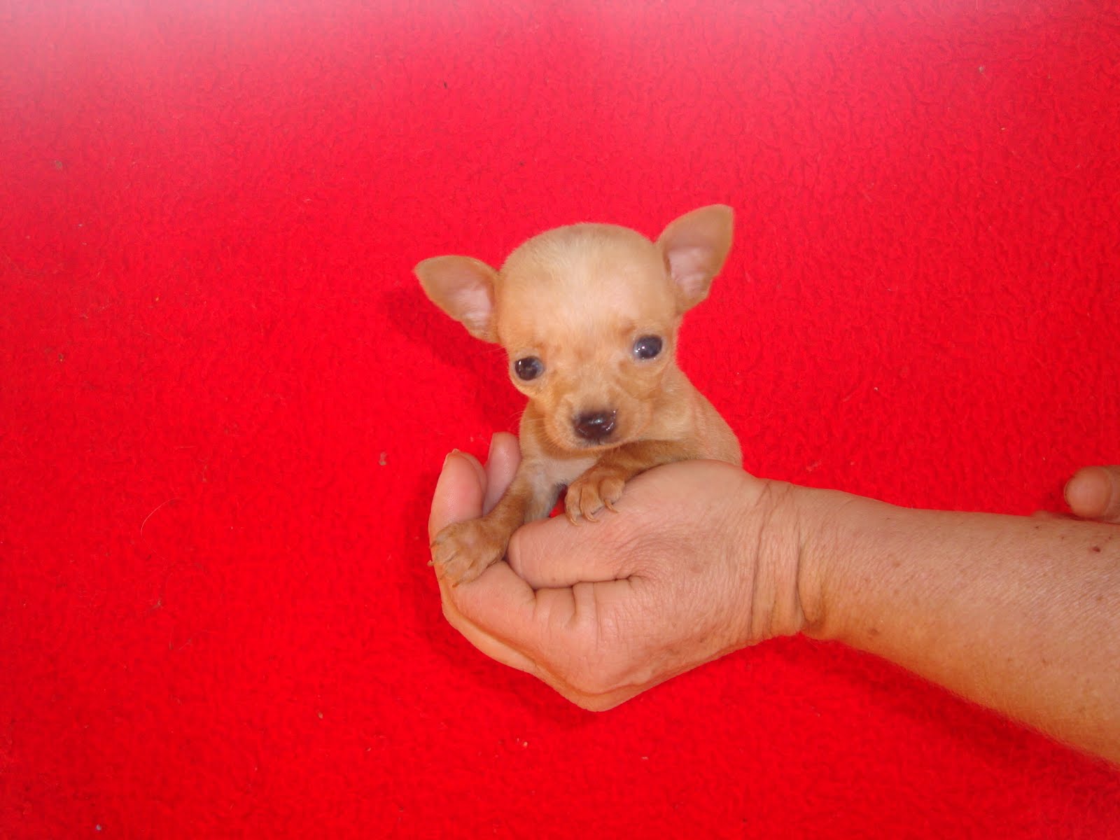 GIGI FILHOTES MARINGA (44) 30460544 / 32531300 PINSCHER ZERO