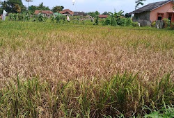 Taktik Mudah Pengendalian Hama Orong Orong Anjing Tanah