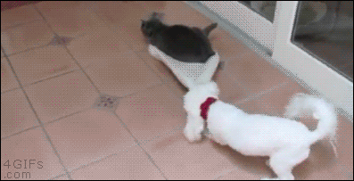 Amazing Creatures: Funny animal gifs - part 160 (10 gifs)