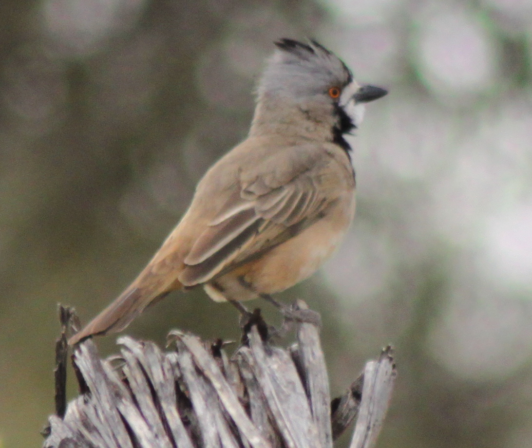 Crested Bellbird