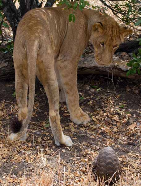 Pangolin Lion L...