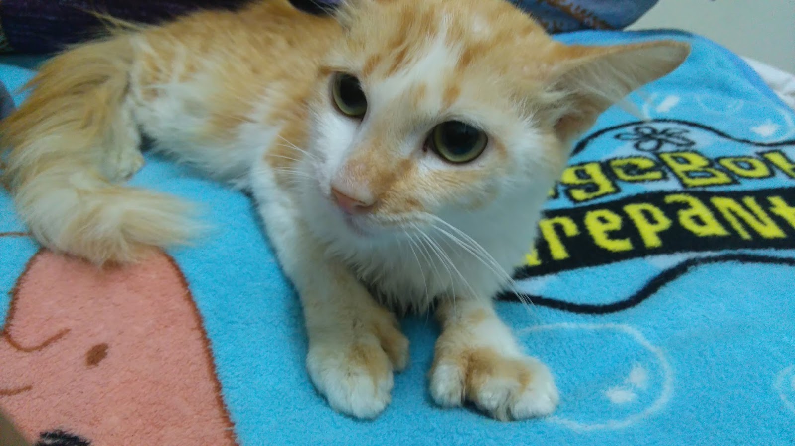 JKCR Cats Rescue ( JamilKucing Cats Rescue ) My Six Fingers Cats