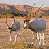 ⴰⵎⵍⴰⵍ : Addax