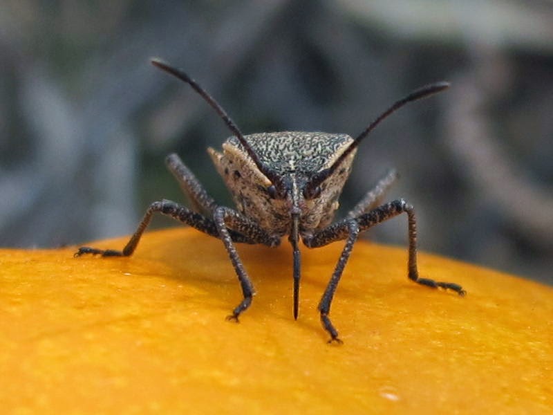 Blue Jay Barrens Squash Bugs