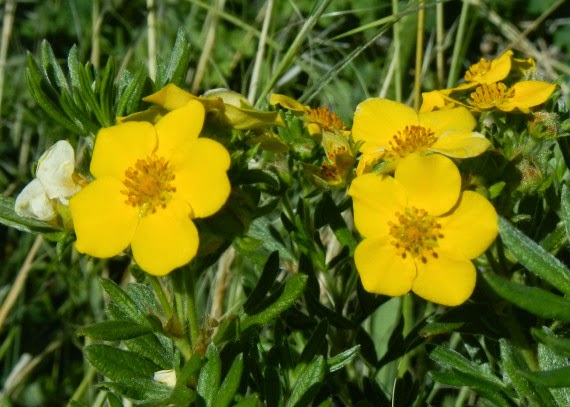 Nature Abhors A Garden June 2014