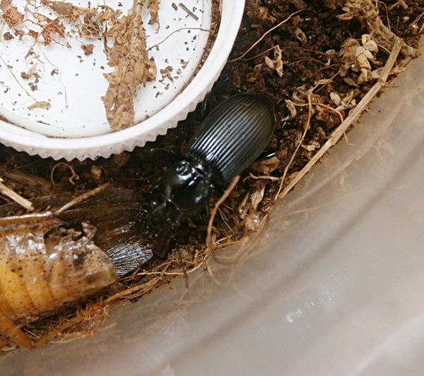 Pterostichus%25234.JPG