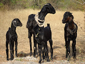 Goats in India