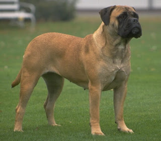 Gambar Anjing Bullmastiff