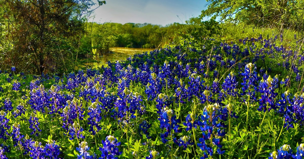 Dallas Trinity Trails Texas Wildflowers and Texas Wildpeople On The
