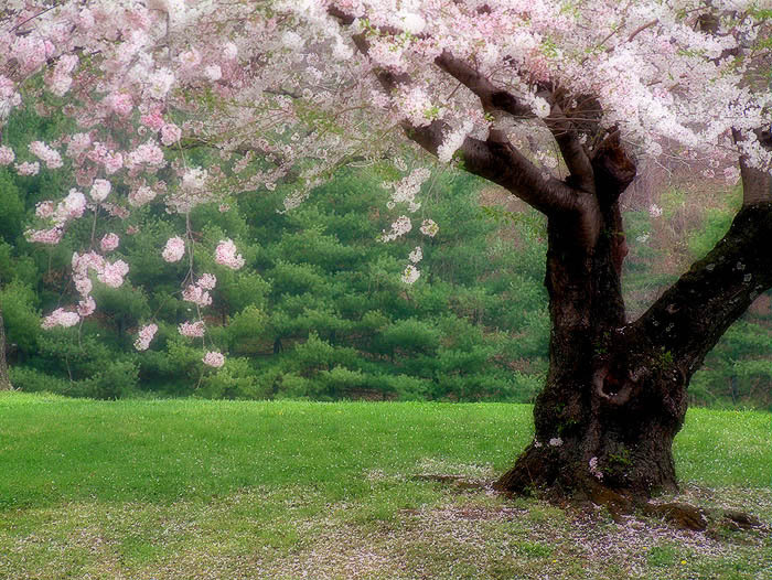 Blossom Tree Pictures
