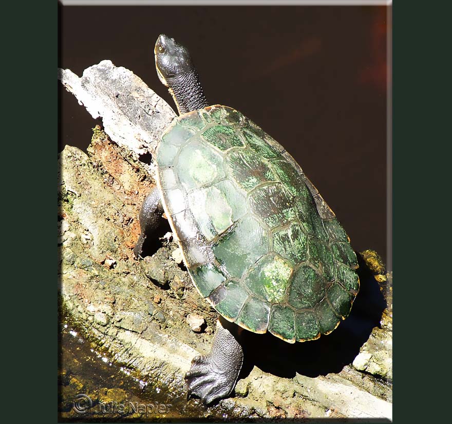 Turtle with a green Shell