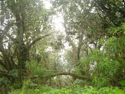 Paseo por el Garajonay