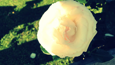 Eine weiße Rose kann alles sagen