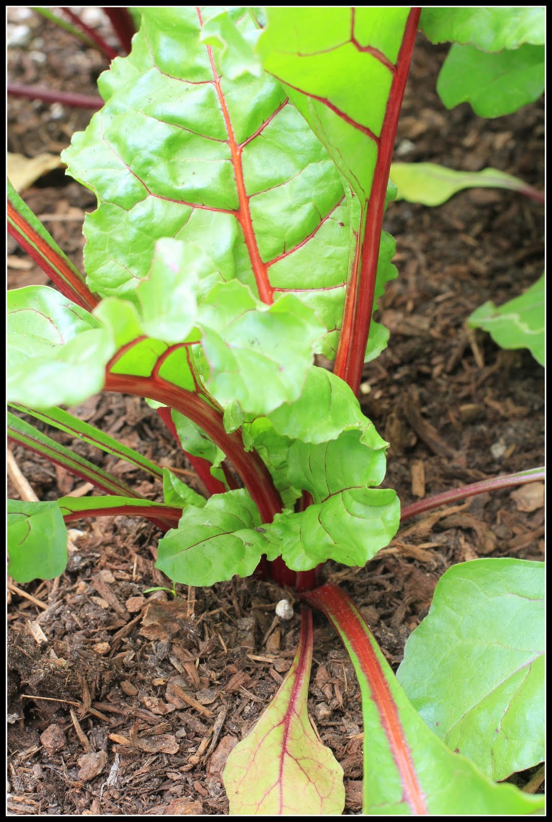 Desperate Gardener Beets
