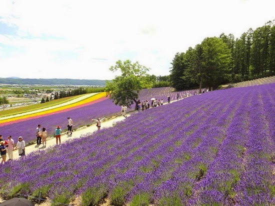 [Image: nhung-thien-duong-hoa-no-thang-5-nhat-ban-7.jpg]
