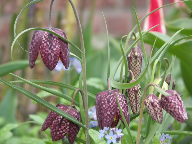 Gartensaison Ist Immer Gartentipps Von Eva Schumann Der Giersch