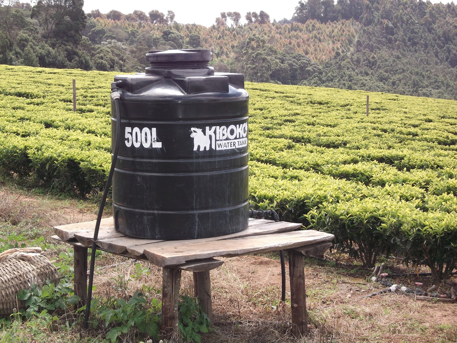 CHAI YETU DRIP IRRIGATION TECHNOLOGY IN TEA