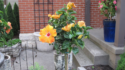 hibiscus 1