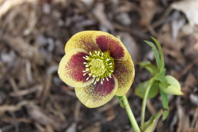 Rotary Botanical Gardens Hort Blog Panicled Hydrangeas For A