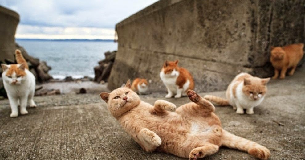 Pek Güzel Şeyler Kedi Adası