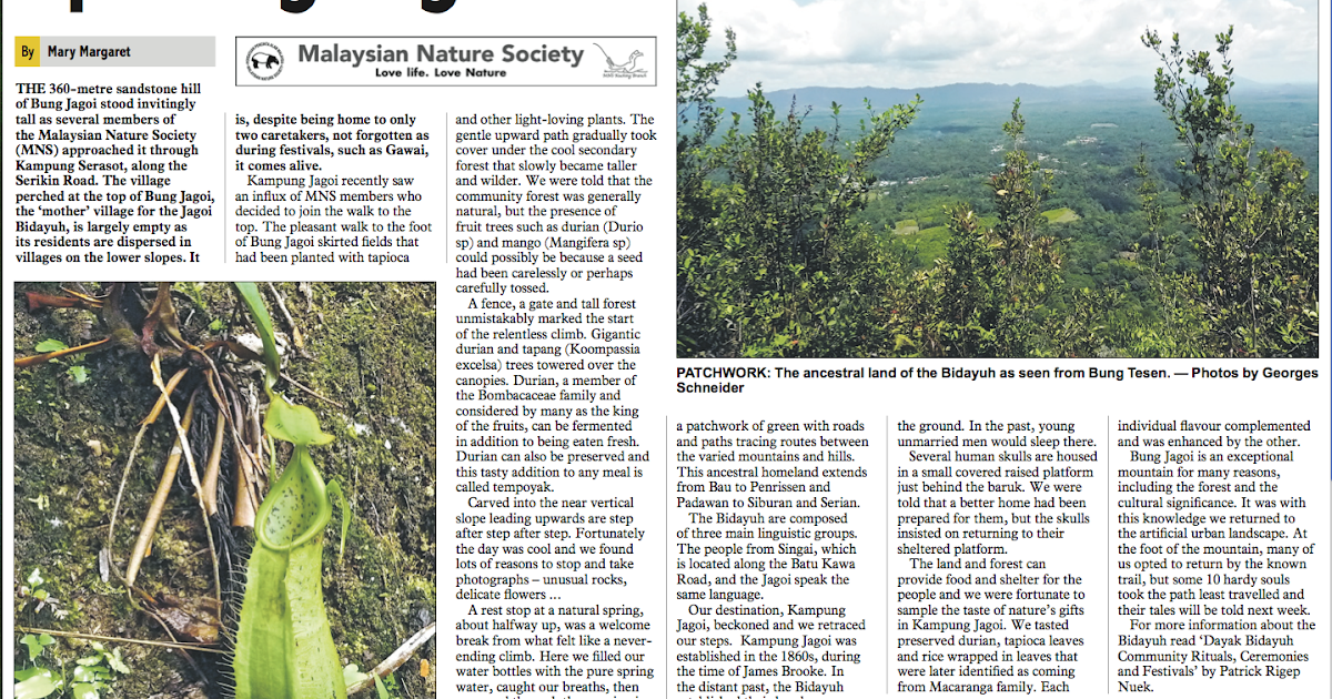 Malaysian Nature Society Kuching Branch click to enlarge newspaper page