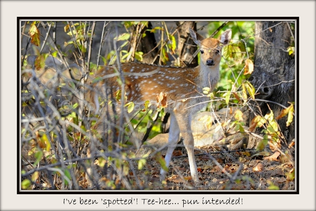 Spotted Deer Fawn, Ranthambore, Rajasthan, India