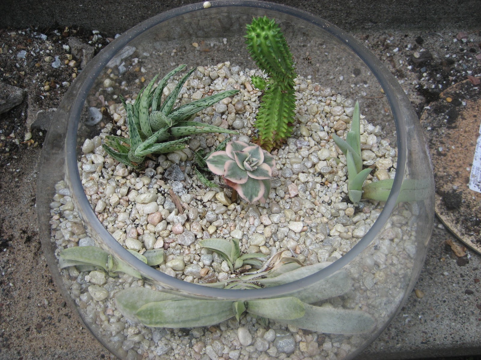 Chuck Does Art DIY Succulent Terrarium
