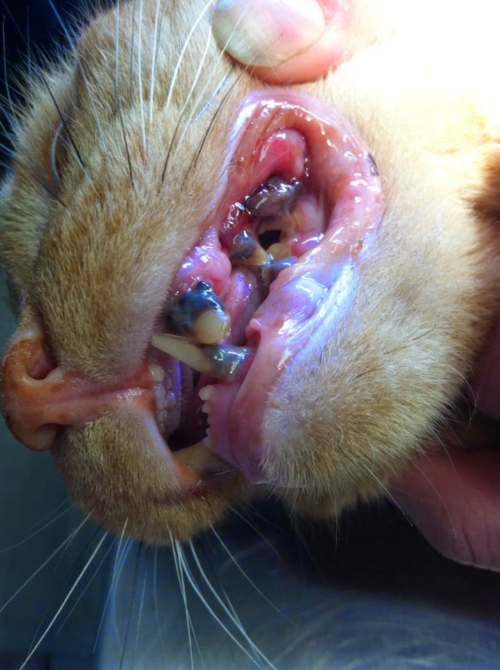 Diary of a RealLife Veterinarian How Much Does The Average Cat Tooth