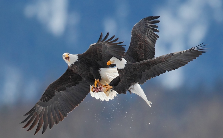White Wolf Spectacular Photos Show Mating Ritual Between Life Long Bald Eagle Pairs,Jamaican Beef Patty Png