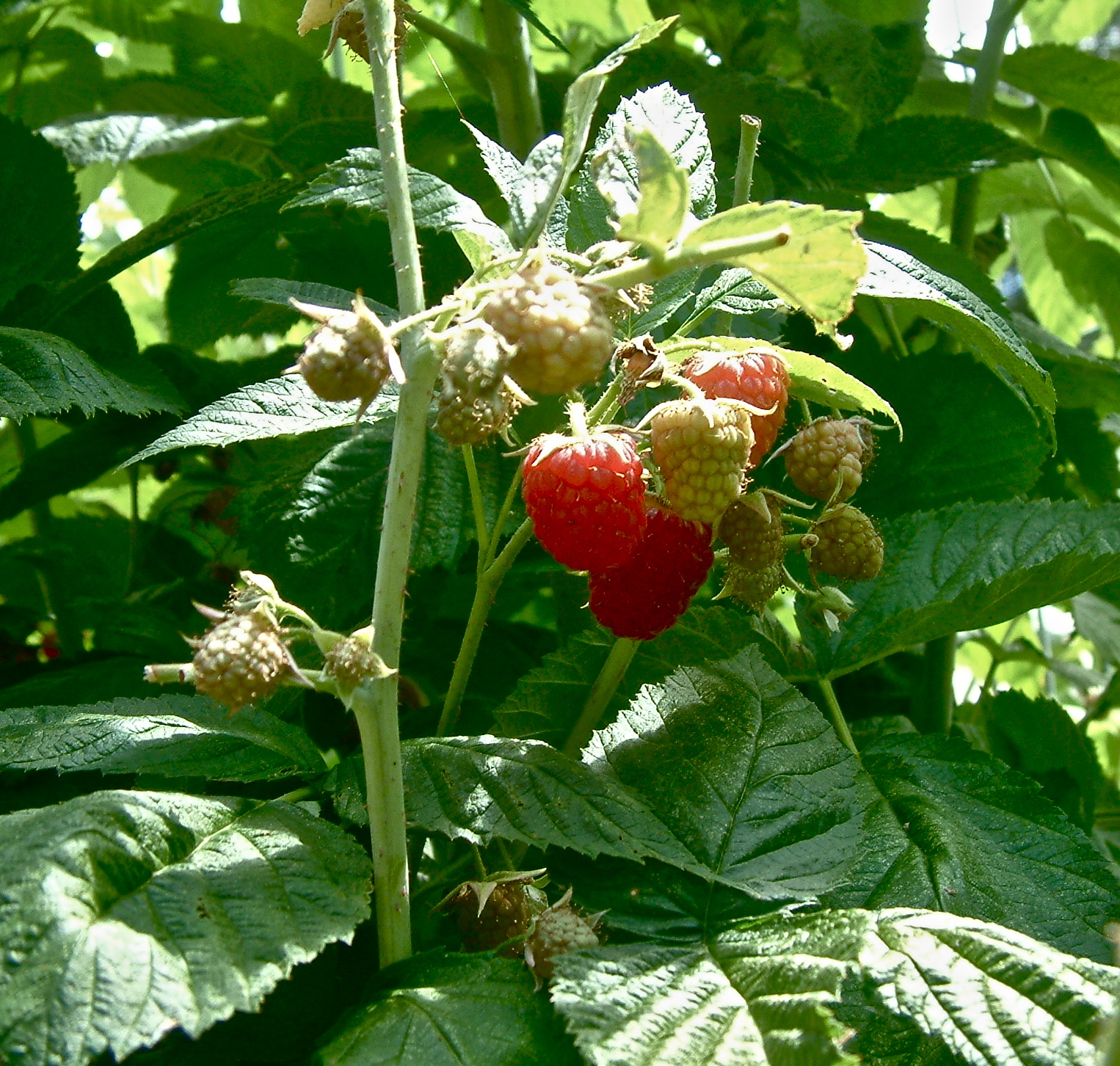 My Recession Kitchen&hellip;and garden Growing Raspberries