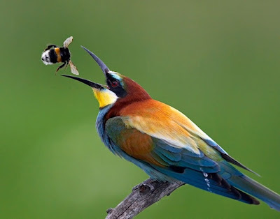 Most Amazing Birds