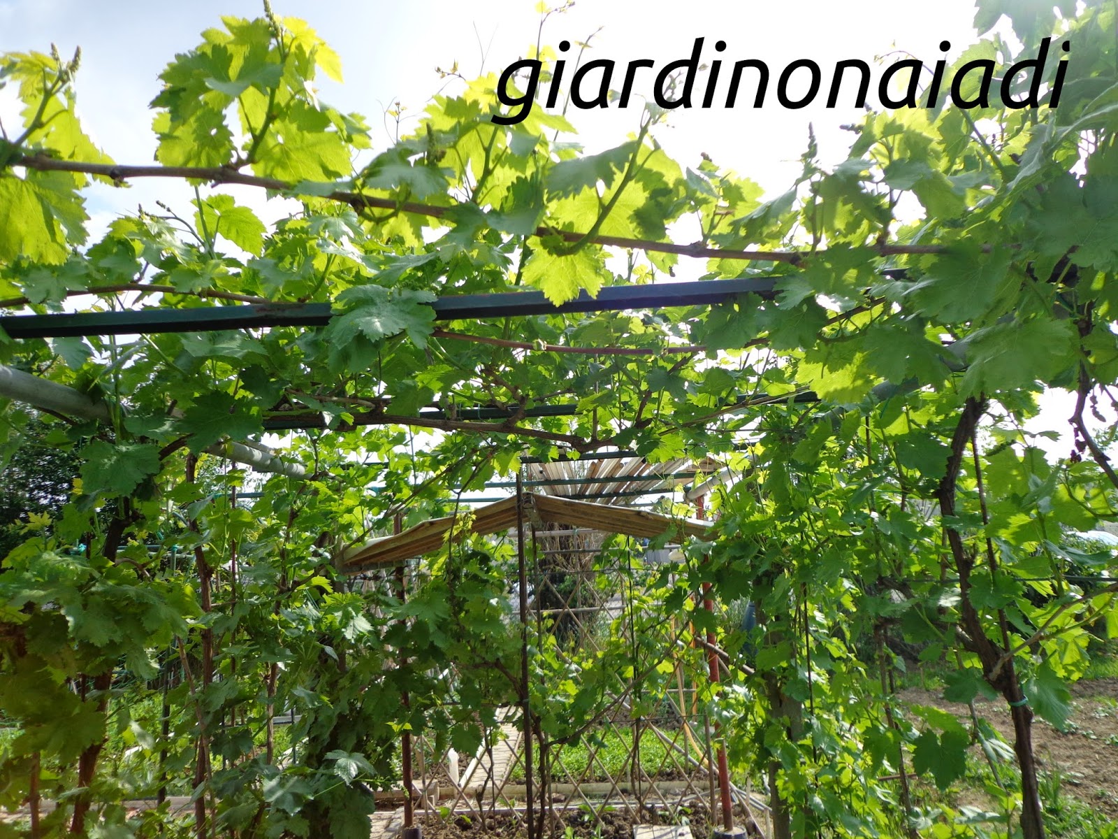 Il giardino delle naiadi: orto giardino, un'invenzione vecchia di ...