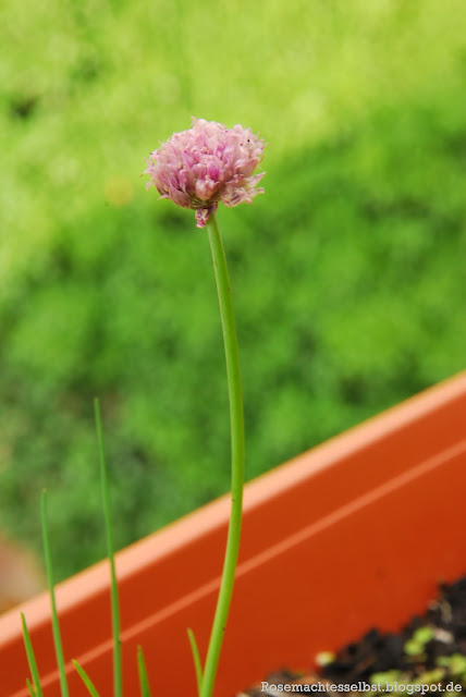 Selbst gepflanzter Schnittlauch Blüten