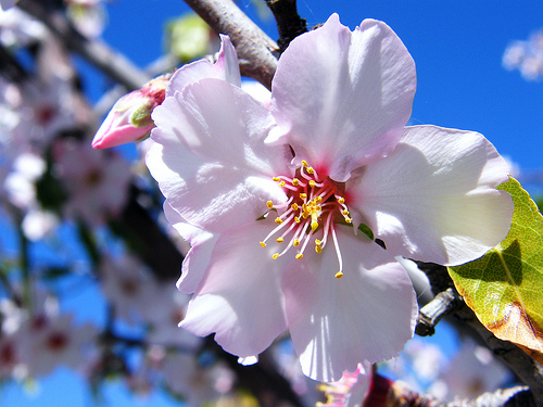 Almond Blossom - Wallpapers