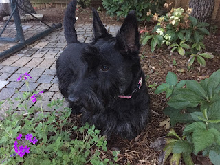 Scottish Terrier