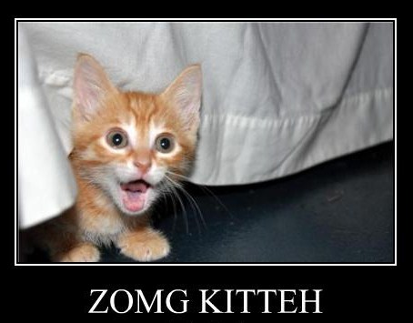 Zomg Kitteh