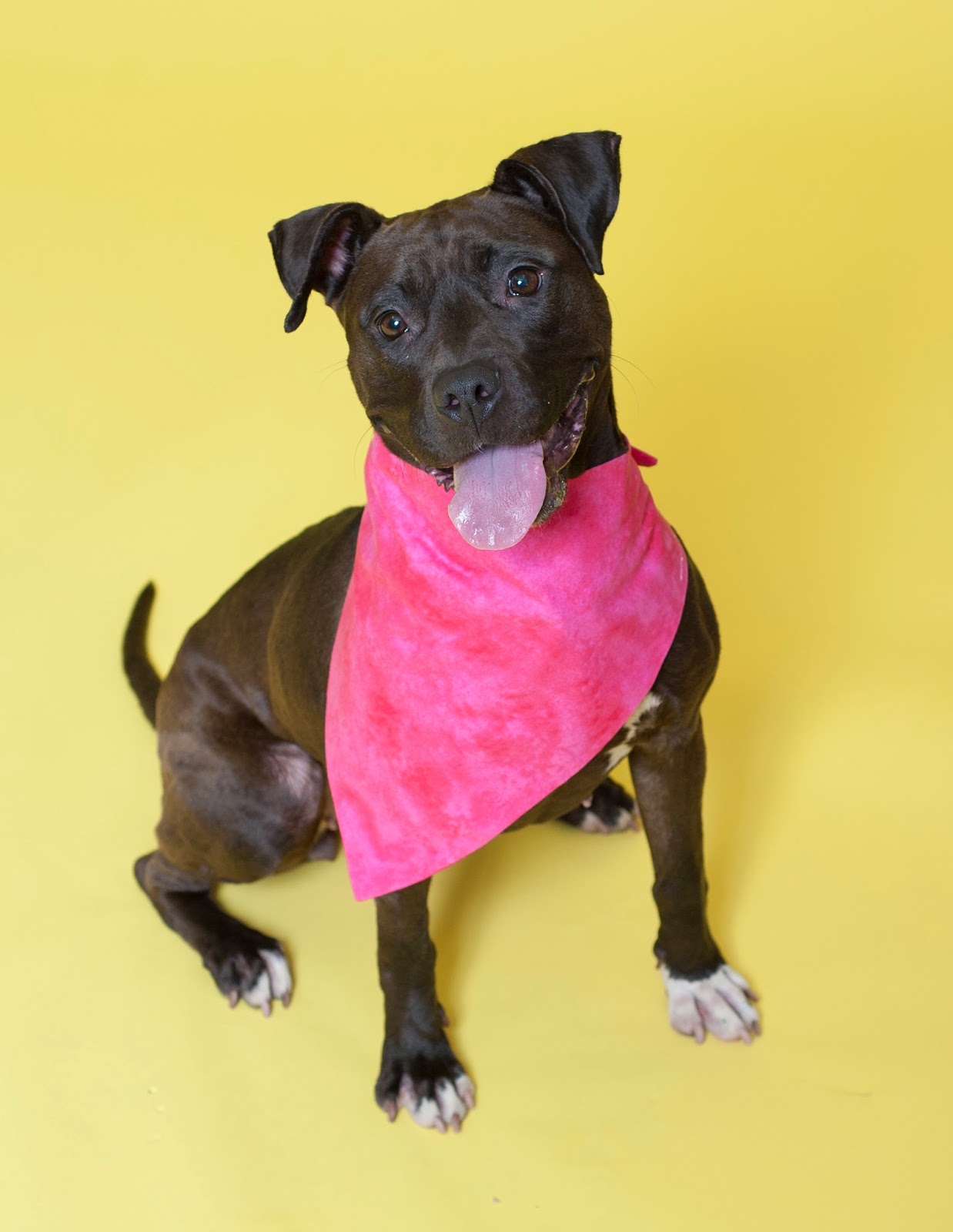 How Do I Get My Dog Ready For A Baby