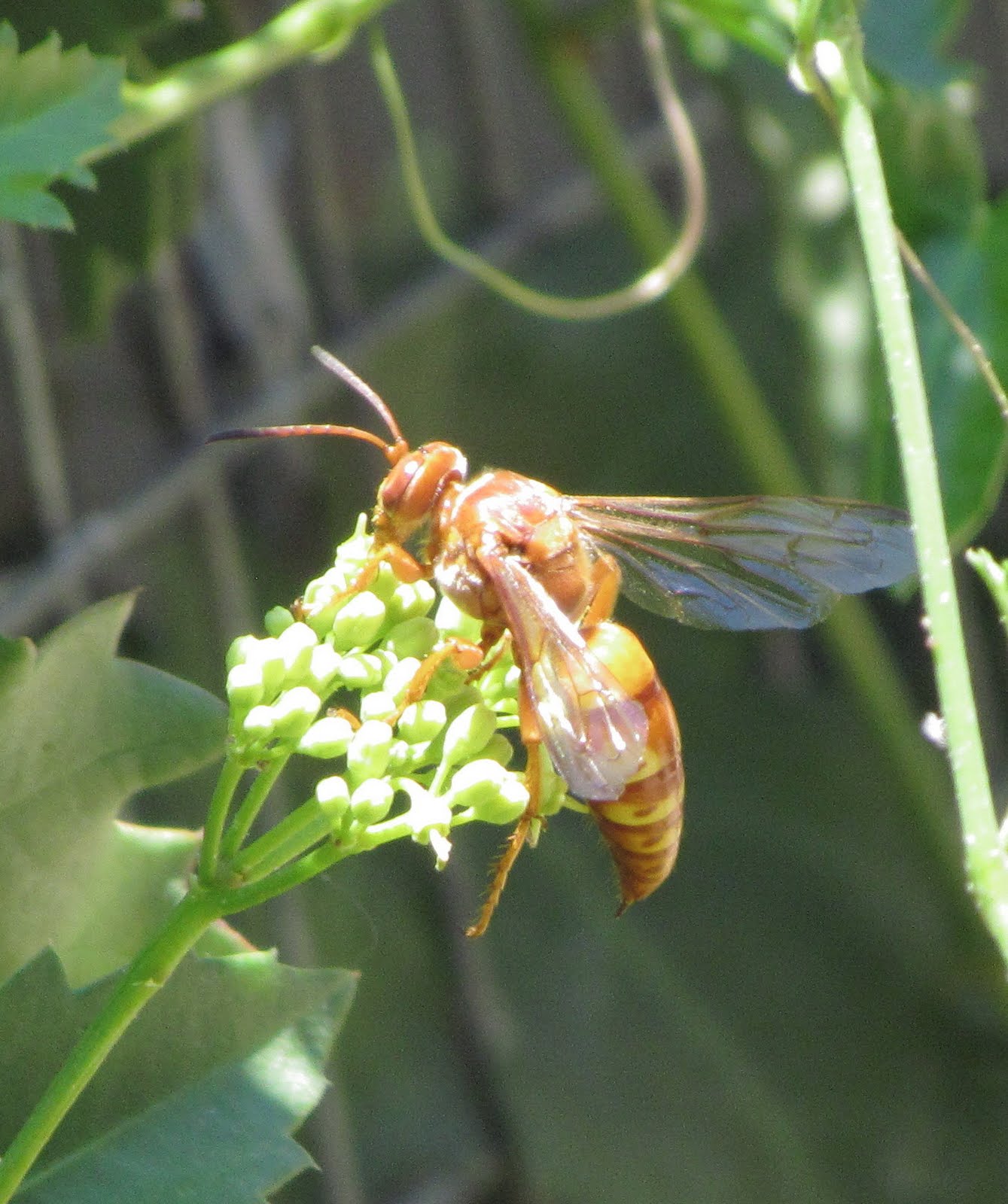 Cicada Bug