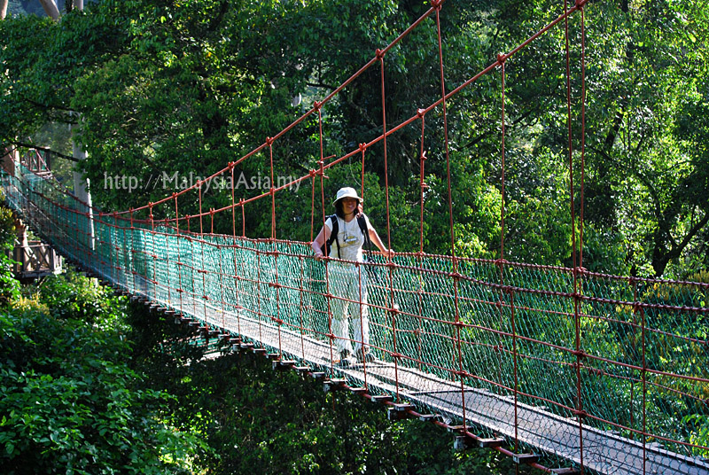 Canopy Walk at Danum Valley Sabah