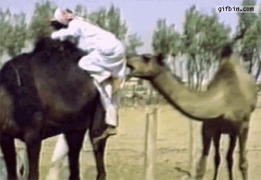 funny+animals+Camel+bites+man's+ass.gif