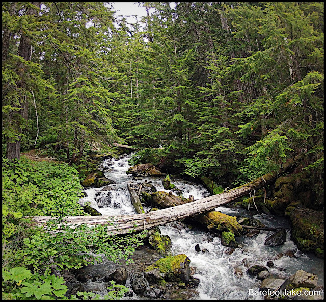 Dosewallips river trail