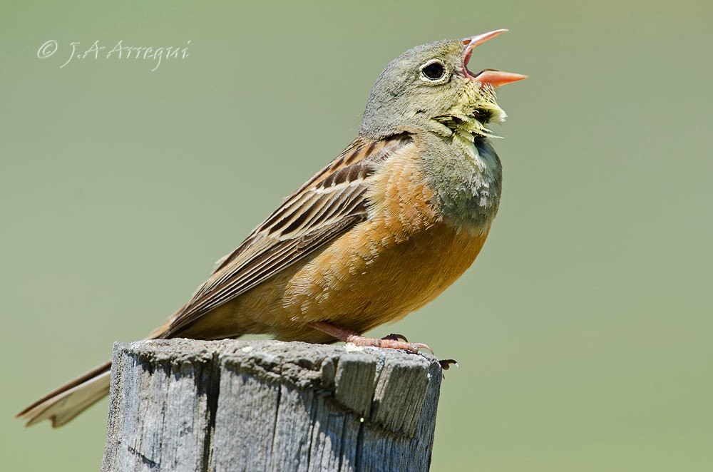 Escribano hortelano, Emberiza hortulana, Ortolan Bunting Escribano hortelano, Emberiza hortulana, Ortolan Bunting