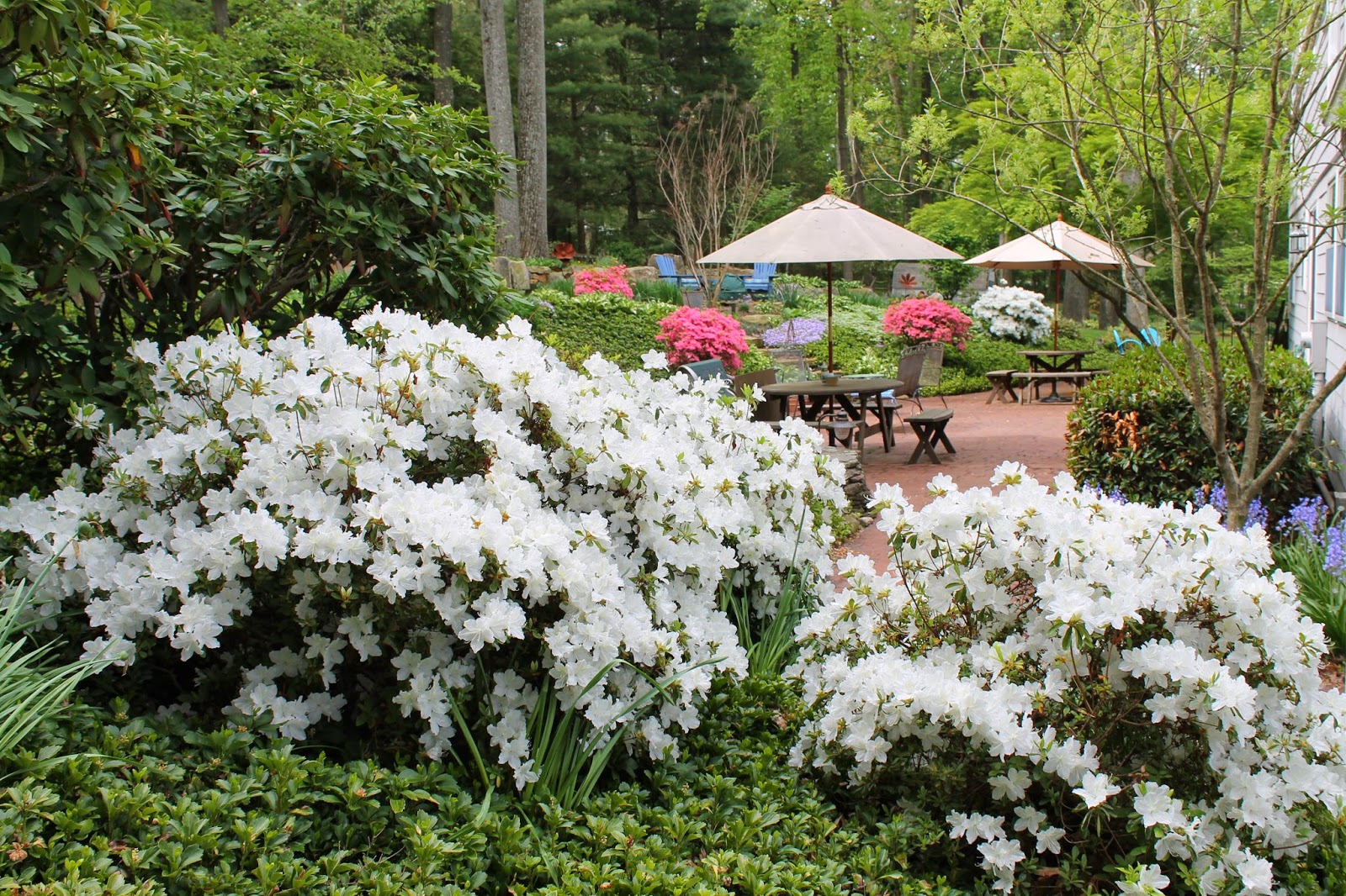 Growing The Azalea Plant How To Care The Azalea Flower