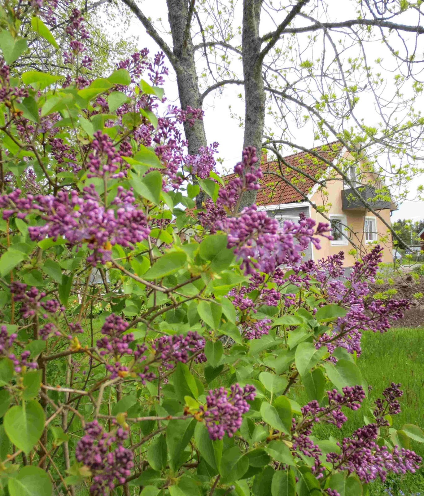Rickardssons rosor & rabarber: nationalblommor och en rundvandring ...