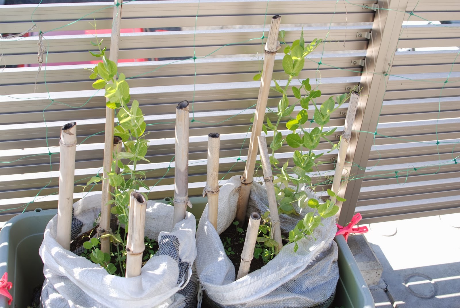 福岡ミミズ日記 こんな時期エンドウ豆の花が咲いた ところでこのエンドウの種類は何だった