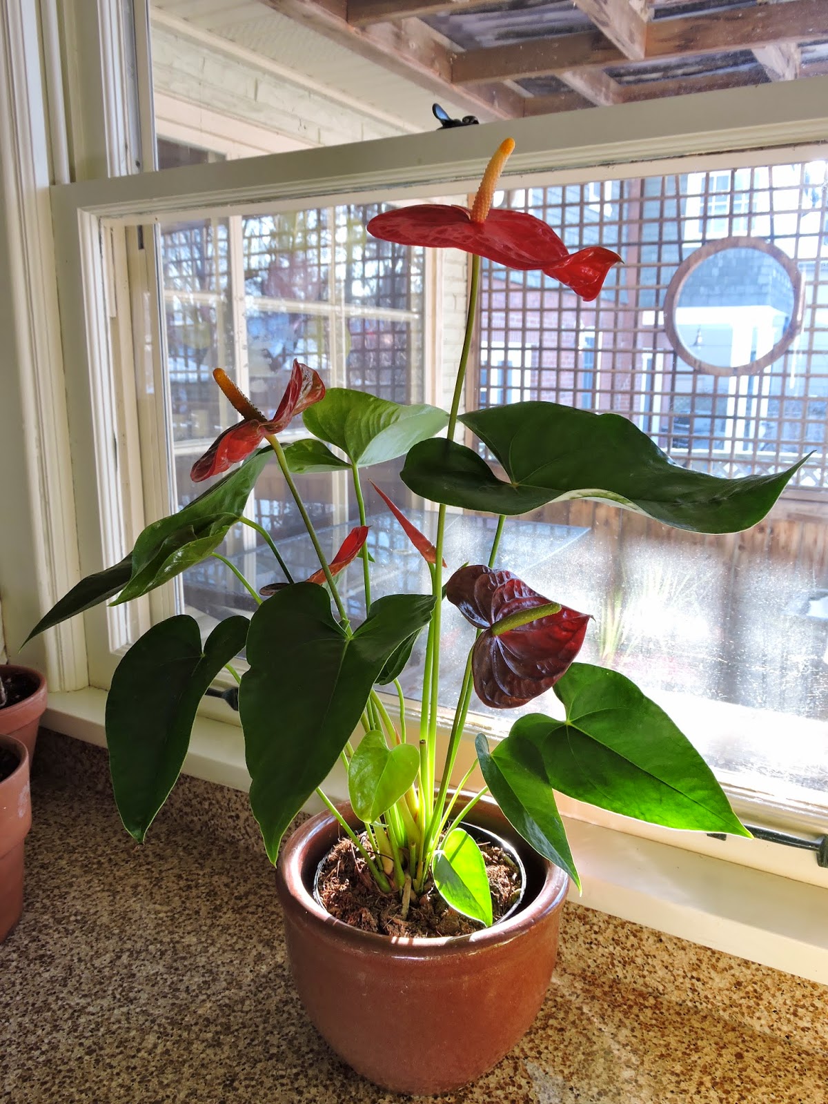 Best Flower S Care Hydrangea